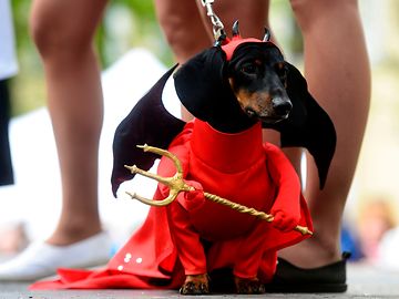 Hunde-Parade: „Der akademische Dackel“