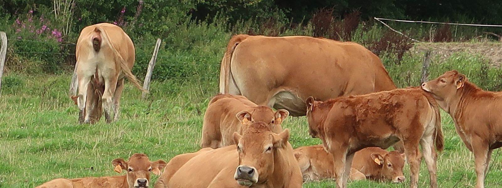 Nutztiere sollen in Schlachthöfen aus der Region geschlachtet werden, sagen die Junglandwirte der Lëtzebuerger Landjugend a Jongbaueren. 