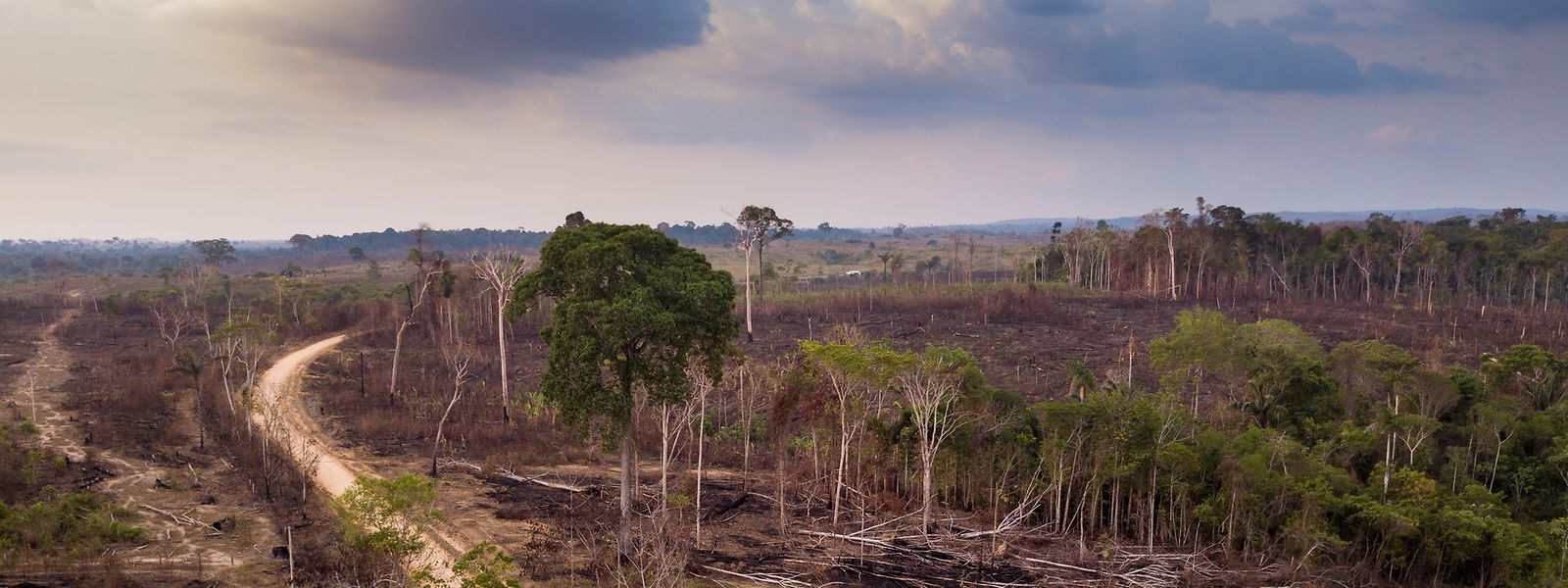 Wo jetzt noch Wald ist, könnte durch Entwaldung und Klimawandel später Wüste sein. 