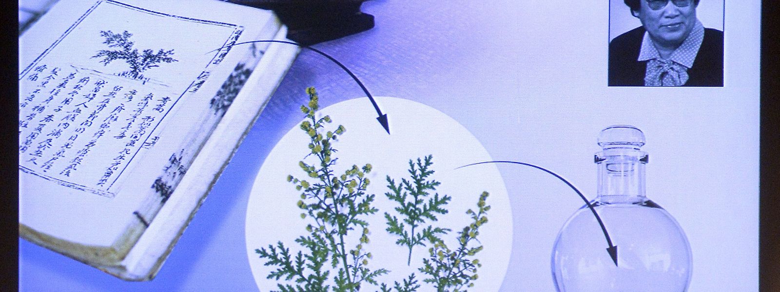 Die Chinesin Youyou Tu forscht an neuen Methoden zur Bekämpfung von Malaria dank der Artemisia-Pflanze.