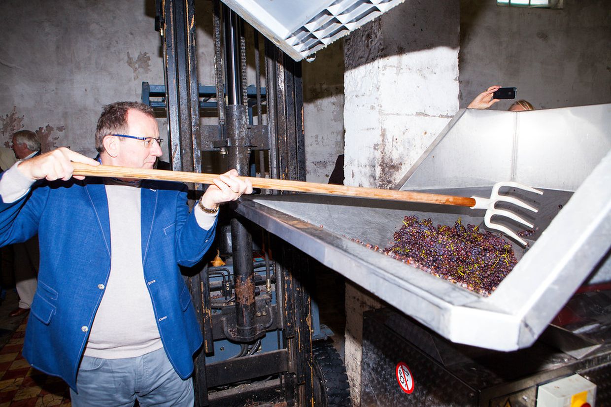 Weinbauminister Fernand Etgen hilft bei der Traubenablieferung in der Privatkellerei Krier-Bisenius in Bech-Kleinmacher.