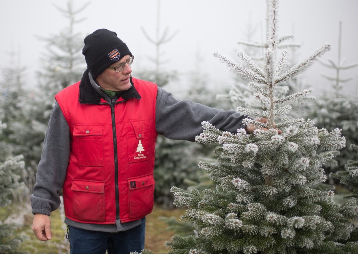   Francis Meyers produit depuis plus de 20 ans des Nordmann à Assel. Une activité  complémentaire à son métier d'éleveur de vaches laitières. 