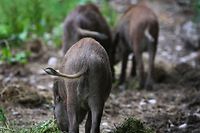 03.07.2019, Bayern, Landsberg am Lech: Junge Wildschweine fressen in einem Wildgehege. Foto: Karl-Josef Hildenbrand/dpa +++ dpa-Bildfunk +++