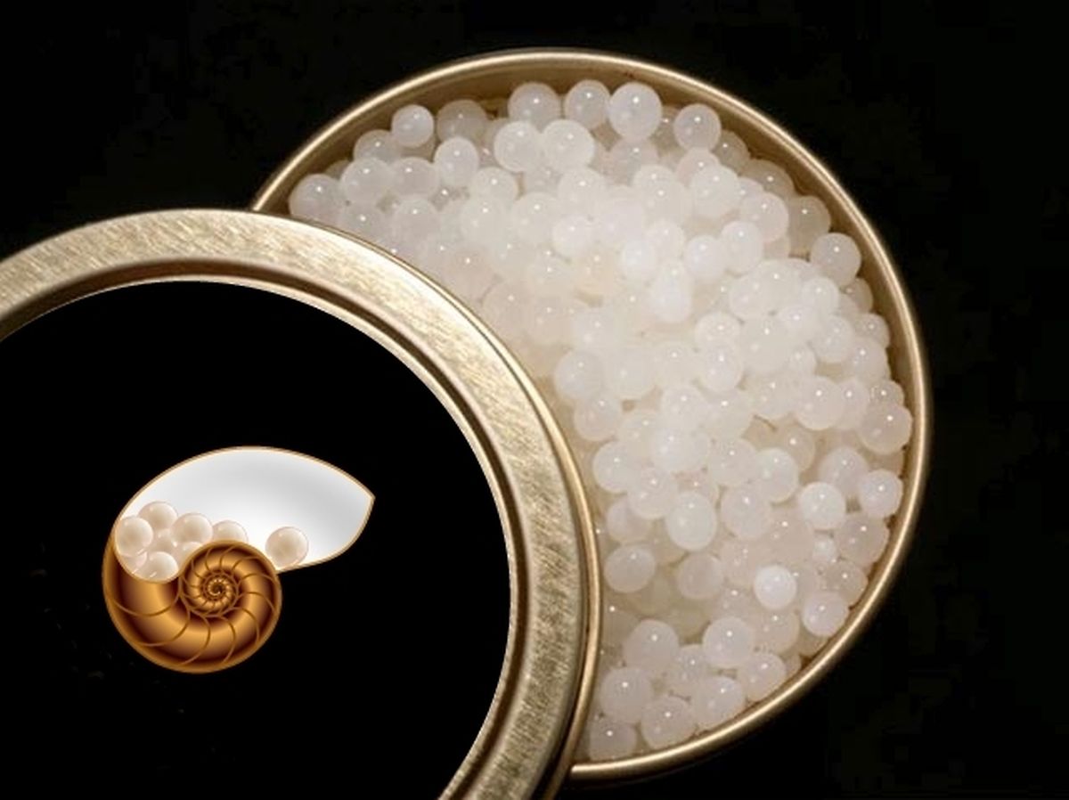 Snail caviar a slimy delight for Sicilian startup