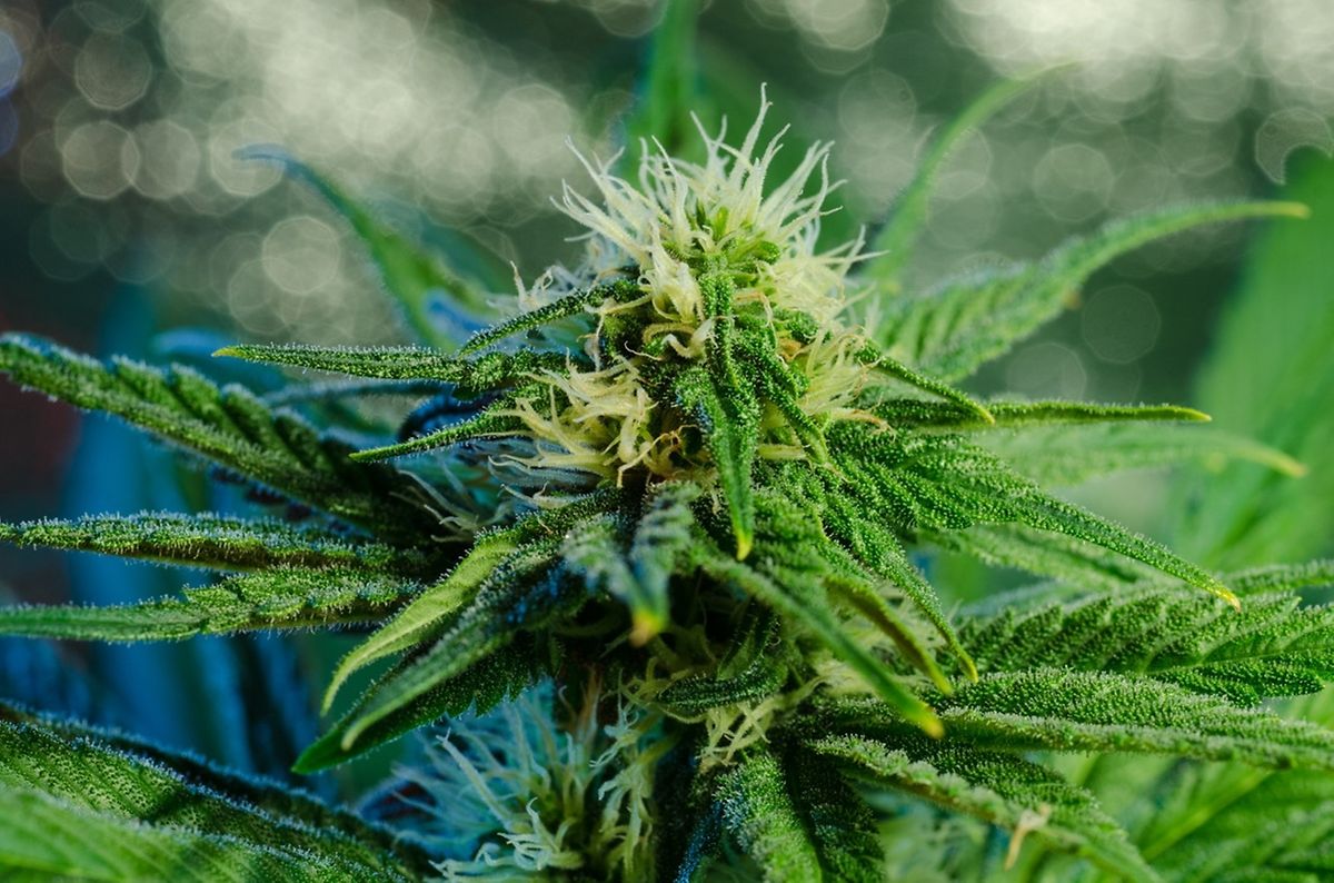 Luxembourg will use cannabis coming from Canada Photo: Michel Thiel