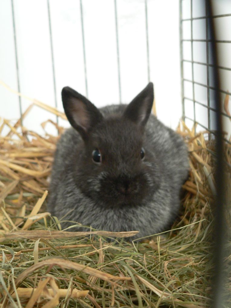 Die "Foire agricole" wusste den Regen am Samstag bereits mit einem abwechslungsreichen Show-Programm zur Nebensache werden zu lassen.
