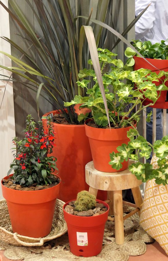 Rot und Grün, beißt sich das nicht? Im&nbsp;Garten können die beiden Farben eine spannende Kombination ergeben.