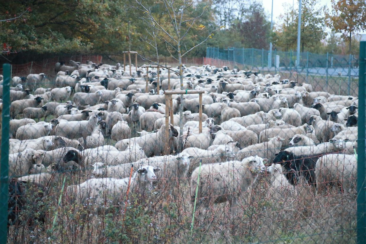 28.10.2018 Luxembourg, Kirchberg, parc Klosgrënnchen, Schaf, Herde, Wanderbeweidung mit Schafen photo Anouk Antony