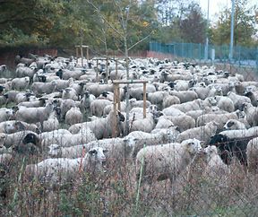 28.10.2018 Luxembourg, Kirchberg, parc Klosgrënnchen, Schaf, Herde, Wanderbeweidung mit Schafen photo Anouk Antony