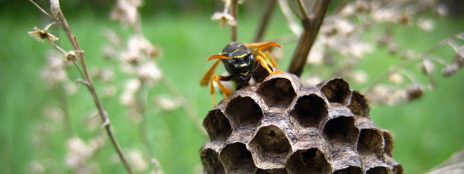 Angriff Der Bienen Und Wespen