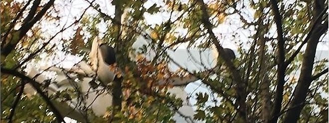 L'Aeroprakt A20 immatriculé au Luxembourg s'est crashé dans un arbre. Son pilote s'en est sorti indemne mais est resté coincé un long moment à une vingtaine de mètres du sol.