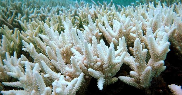 Global effects of el niño picture