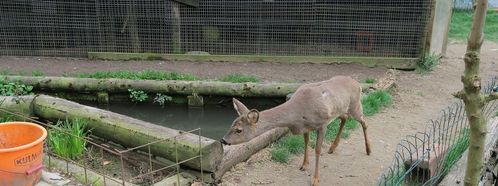 Illegale Tierhaltung Privater Wildtierpark Im Garten