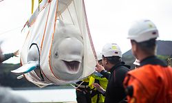 To be released at 06:00 Monday 10th August 2020.The Sea Life Trust team transfer Little Gray one of two beluga whales (Little Grey and Little White) from a tugboat to the the landside care pool, to their bayside care pool, for a short period of time to acclimatise to their new natural environment at the open water sanctuary in Klettsvik Bay in Iceland. PRESS ASSOCIATION Photo. Picture date: Friday August 7, 2020. See PA story ANIMALS Belugas. Photo credit should read: Aaron Chown PA Wire