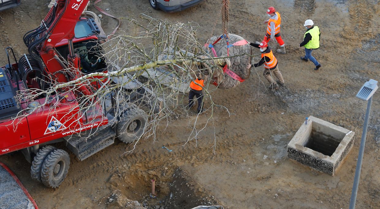 Insgesamt 18 Platanen werden verpflanzt.
