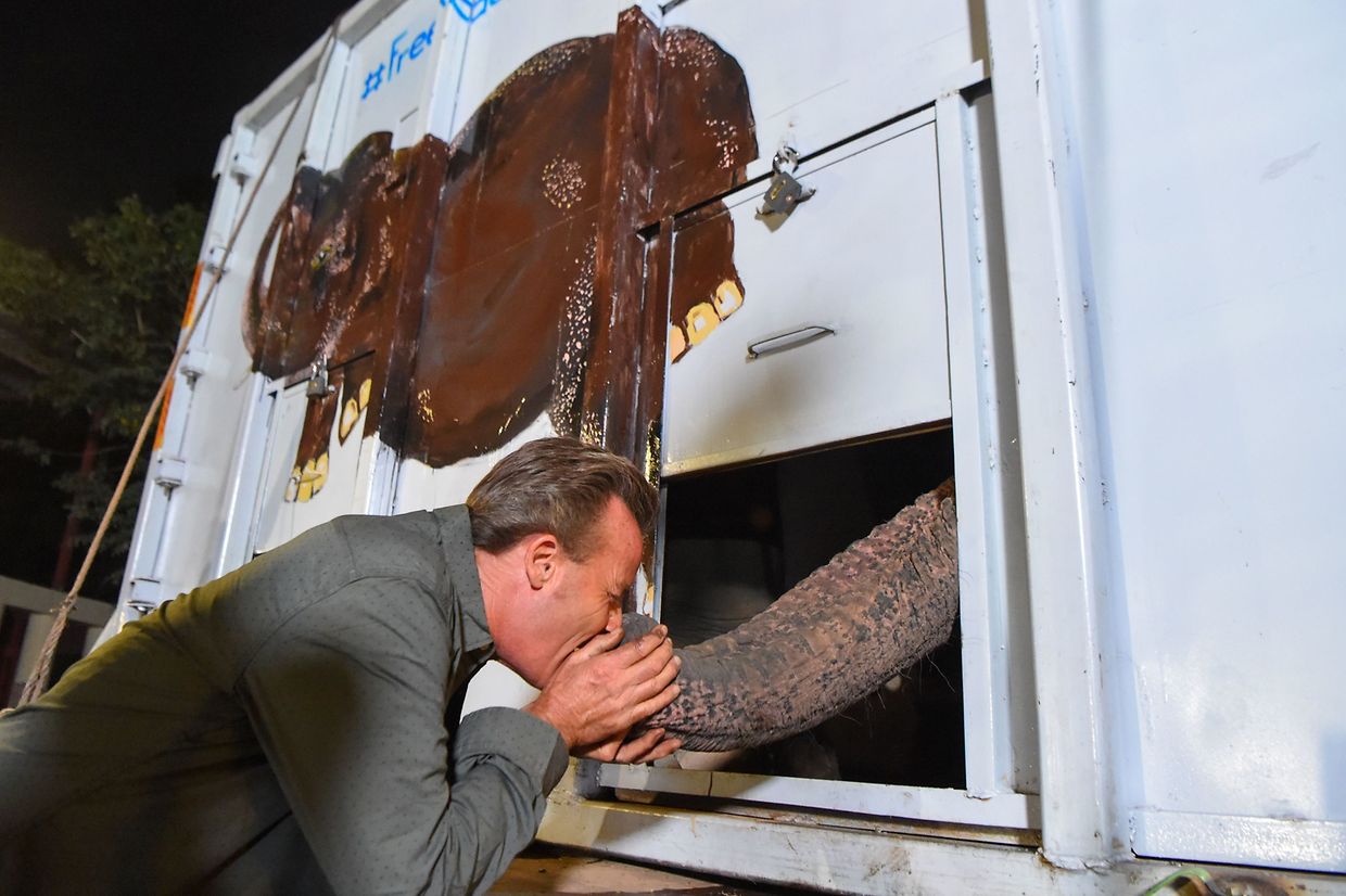 A chegada de Kaavan, "o elefante mais solitário do Mundo" ao Camboja