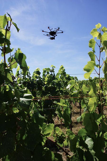 A equipa de investigação utilizou um drone para observar o impacto das condições meteorológicas sobre as uvas.
