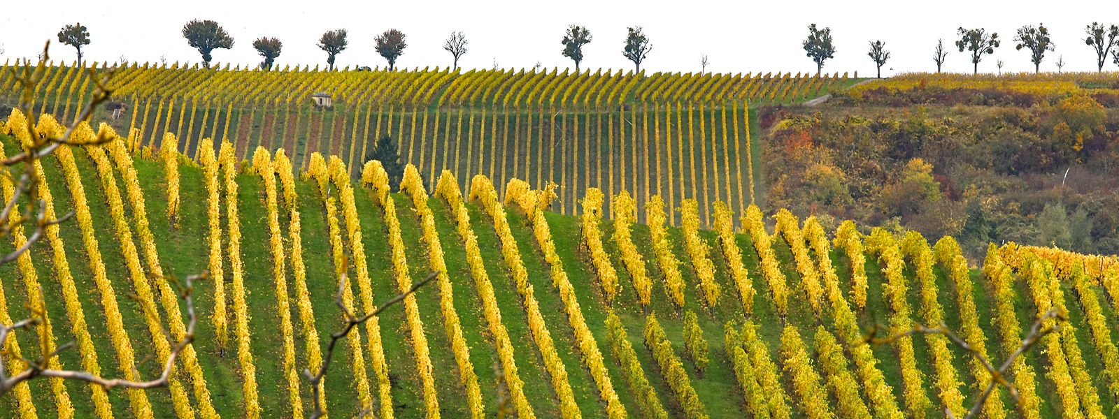 C'est en cette saison que les 1.280 hectares du vignoble luxembourgeois sont les plus beaux.