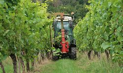 Ein Winzer ist mit dem Laubschneider in der Weinlage Palmberg bei Ahn unterwegs.