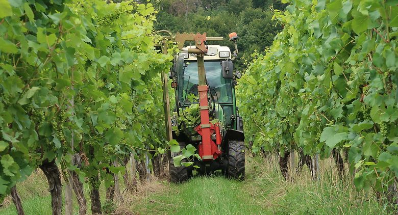Ein Winzer ist mit dem Laubschneider in der Weinlage Palmberg bei Ahn unterwegs.