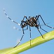 Asian,Tiger,Mosquito,(aedes,Albopictus, Asiatische Tiger-Moskito (Aedes albopictus)