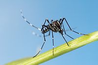 Asian,Tiger,Mosquito,(aedes,Albopictus, Asiatische Tiger-Moskito (Aedes albopictus)