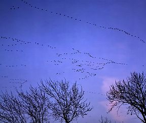 machen wir´s den Schwalben nach......