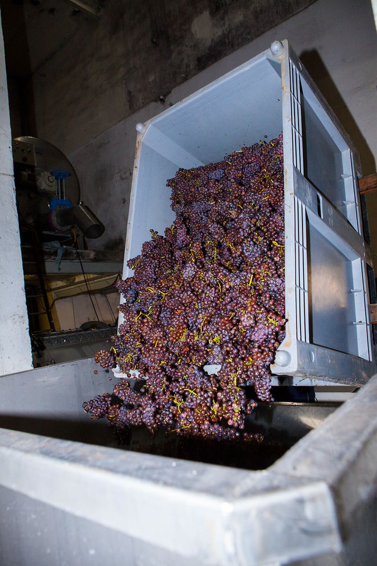 Das Weinbauinstitut IVV rechnet in diesem Jahr mit einer Ertragsmenge von 130 000 Hektolitern. Dies sind zwar zwei Prozent weniger im Vergleich zum Mittelwert in den vergangenen 20 Jahren, jedoch fällt die Ernte dieses Jahr nach den Aussagen der Winzer "sehr positiv" aus.