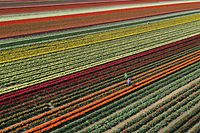 TOPSHOT - An aerial view shows a tulip field near Grevenbroich, western Germany, on April 23, 2021. (Photo by INA FASSBENDER / AFP)