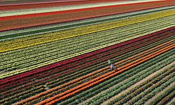 TOPSHOT - An aerial view shows a tulip field near Grevenbroich, western Germany, on April 23, 2021. (Photo by INA FASSBENDER / AFP)