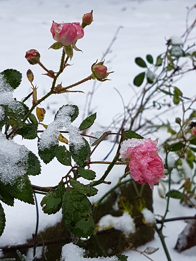 In Kayl sind die Blumen gefroren. 