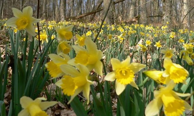 The daffodil - Lorblumm in Luxembourgish - grows abundantly in Lellingen