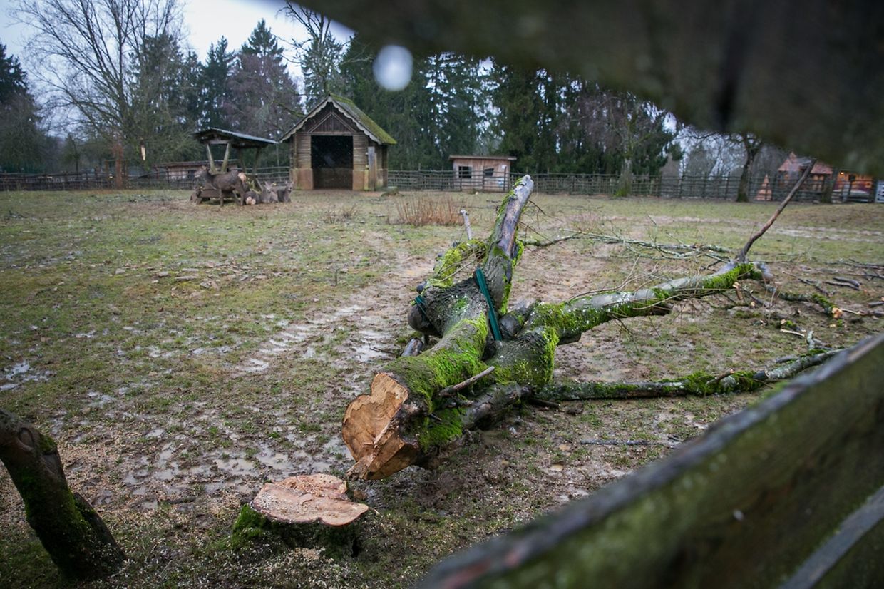 Im Tierpark hat der Sturm seine Spuren hinterlassen. 