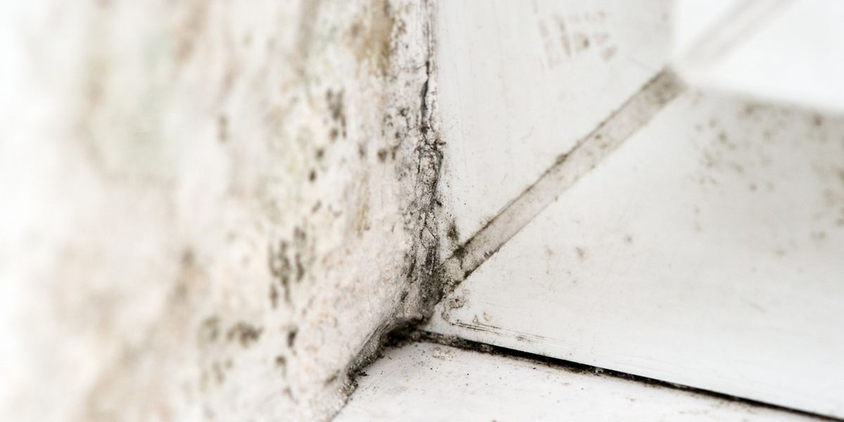 Schimmel im Haus kann die Gesundheit der Bewohner gefährden. Vorsorge ist nötig. 