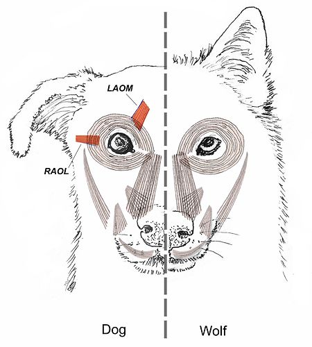 Die Zeichnung zeigt die Gesichtsmuskulatur von Hund (l) und Wolf mit rot hervorgehobenen anatomischen Unterschieden. Hunde haben während des Zusammenlebens mit dem Menschen die Fähigkeit entwickelt, ihre inneren Augenbrauen zu heben.
