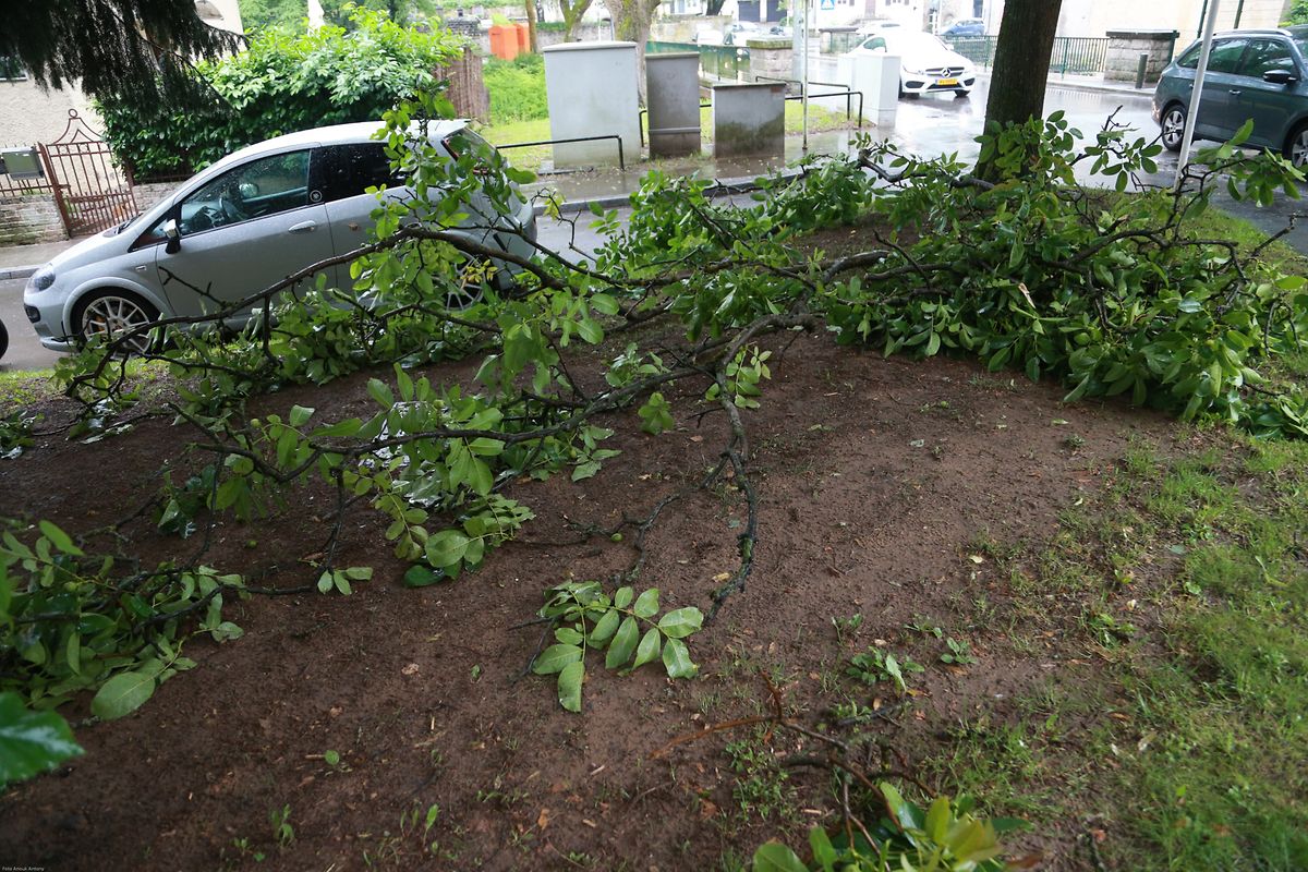Beschädigte Bäume im Pfaffenthal.