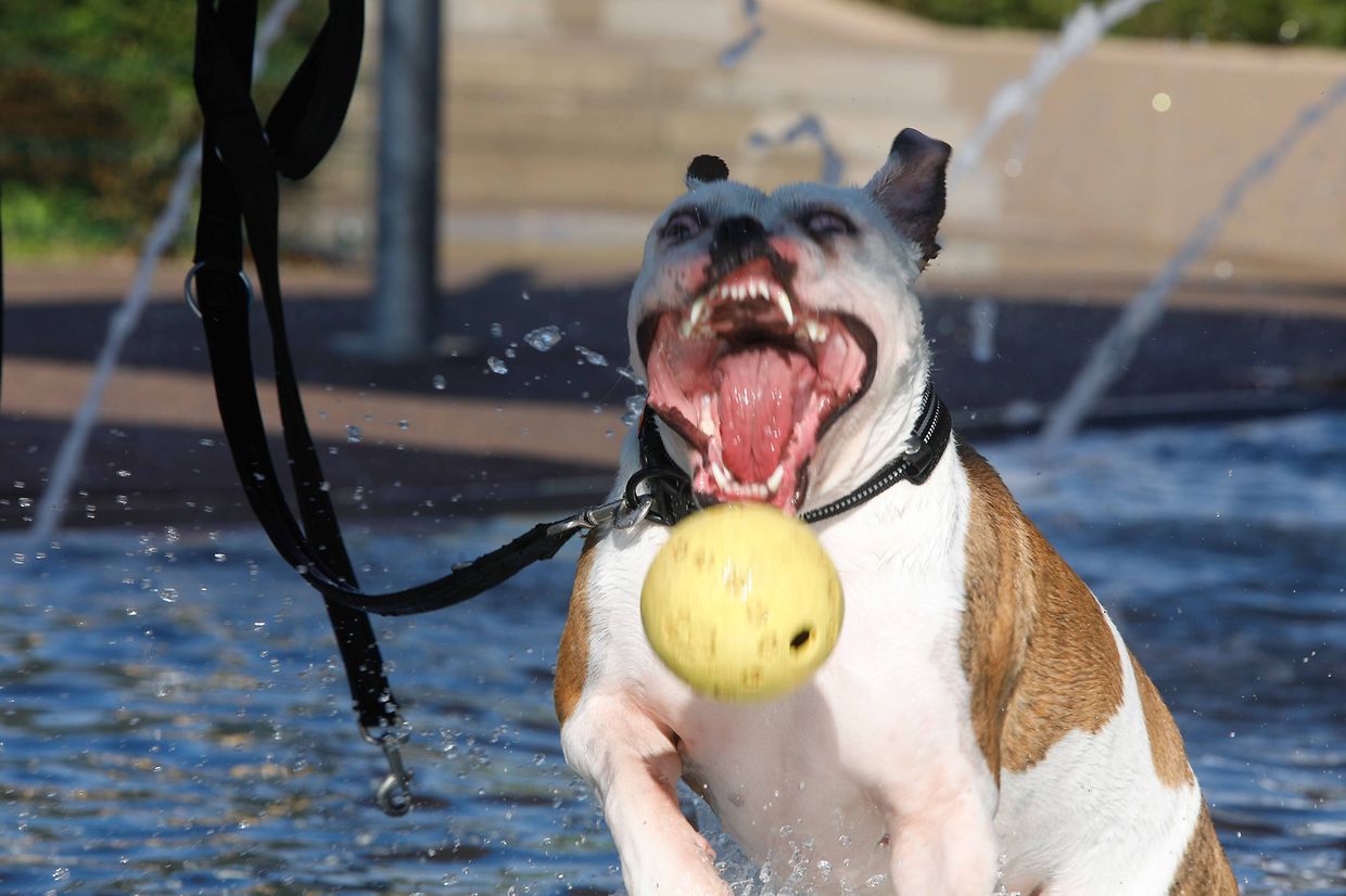 Lokales, Aqua Park, Schwimmbad, Hundeschwimmen, Badespass Foto: Luxemburger Wort/Anouk Antony