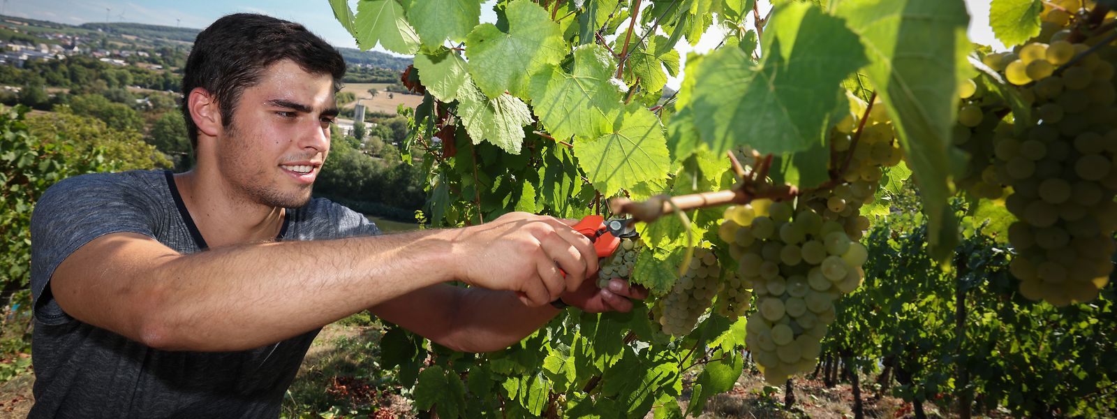 Kurz nach Sonnenaufgang haben am Mittwoch erste Winzer an der Mosel mit der Traubenernte begonnen. Auf dem Weingut Ruppert in Schengen mit dabei ist Neffe Nicolas. 