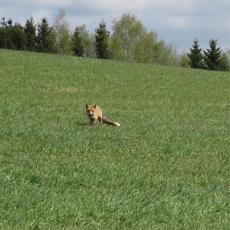 Ein Fuchs unweit von Pommerloch.