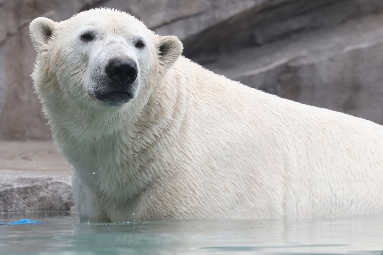 Die beiden Eisbären Henk und Akiak verstärken den Zoo in der kommenden Saison.