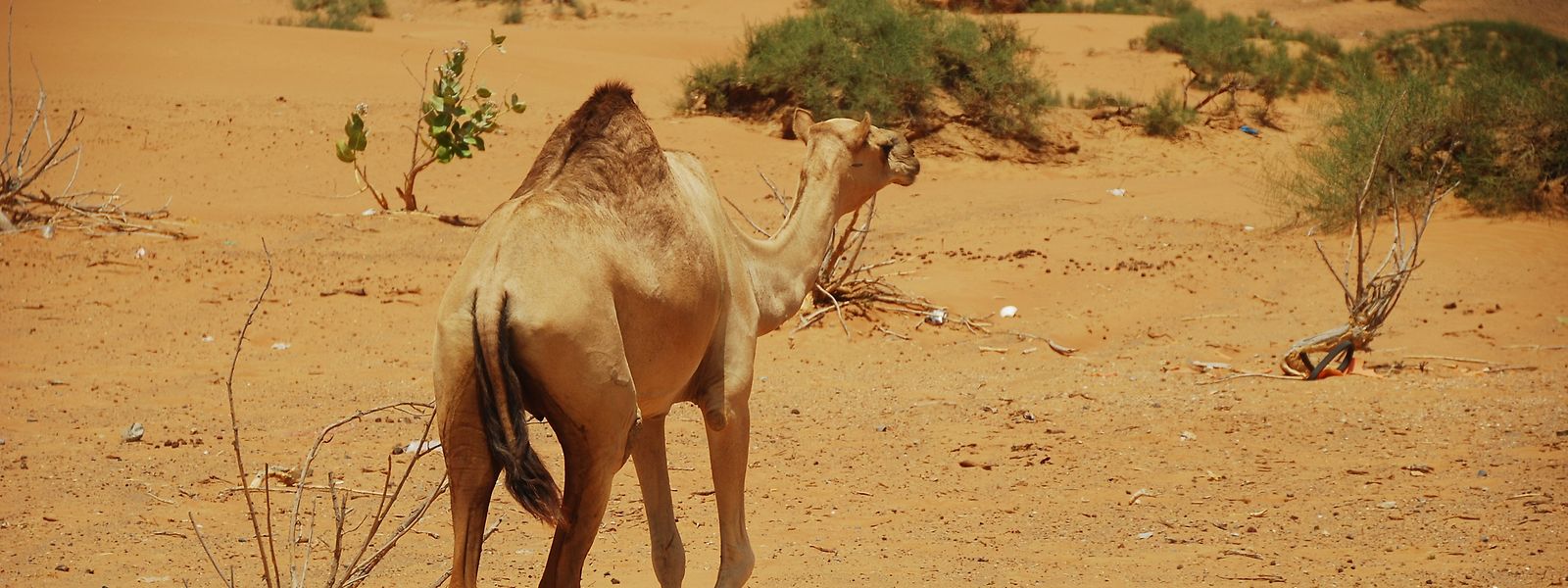 Kamele wurden im 19. Jahrhundert erstmals als Lastentiere nach Australien gebracht - nun gelten sie dort als Plage.