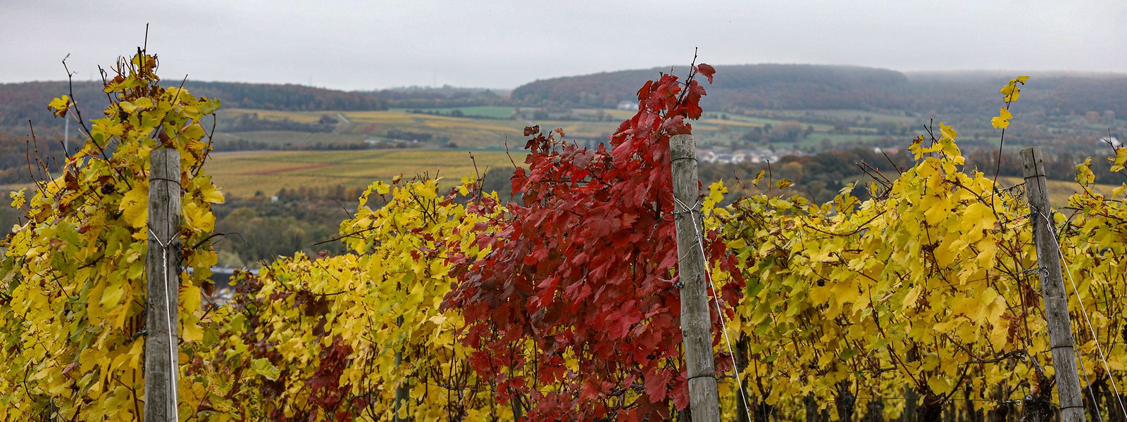 Die Werte für die diesjährige Weinlese liegen nach den Angaben des staatlichen Weinbauinstituts im zehnjährigen Durchschnittsbereich. 