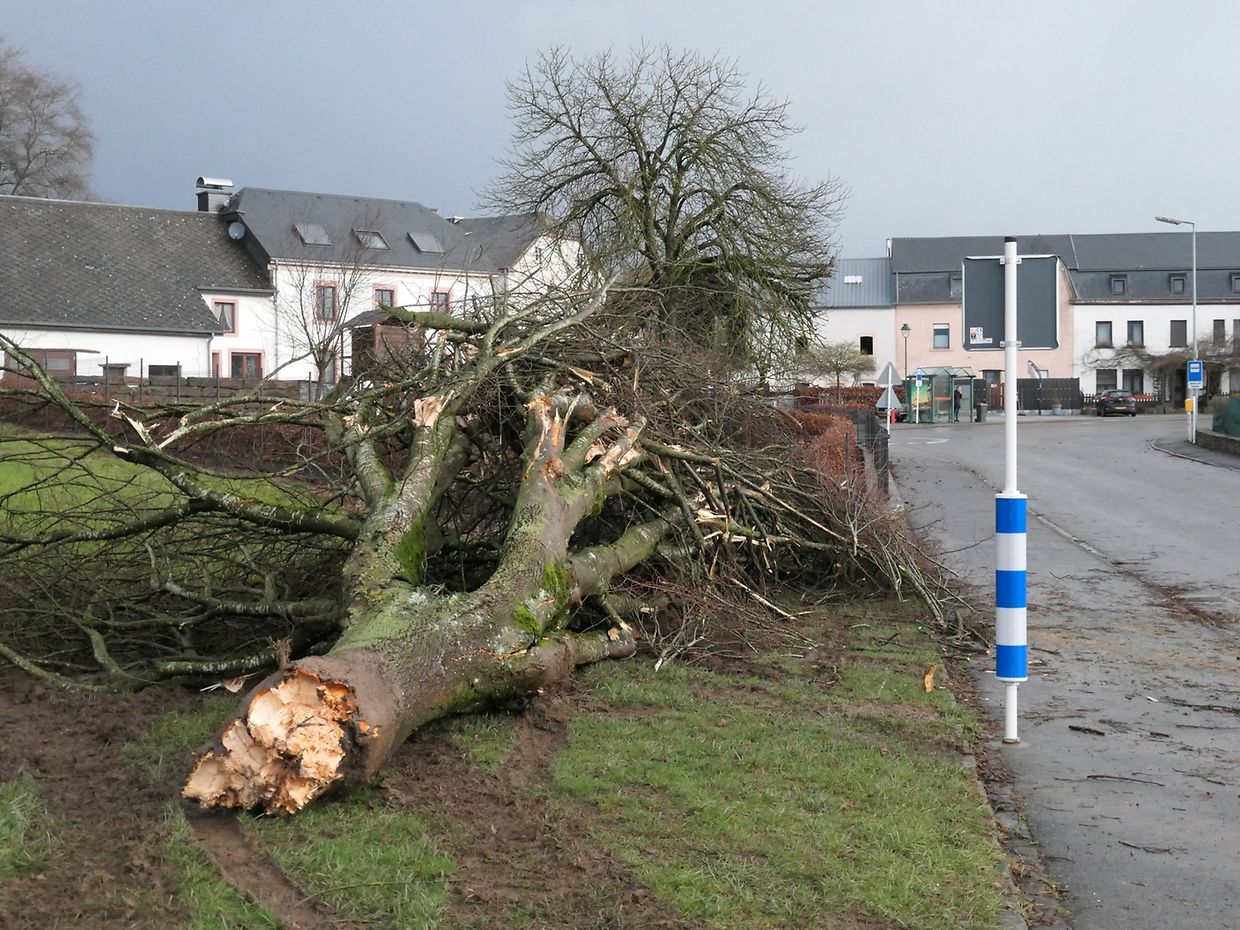 Ein Baum liegt am Straßenrand in Binsfeld.