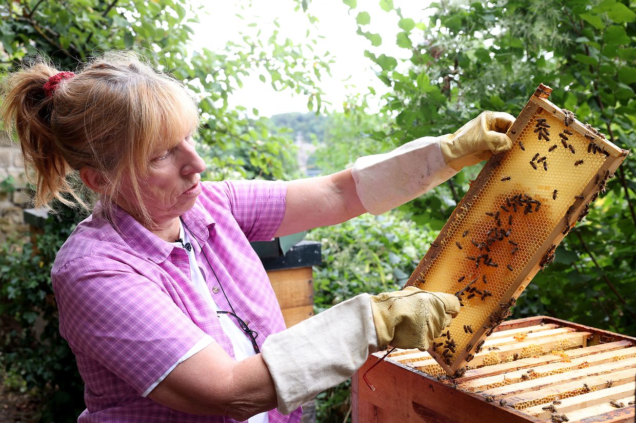 Muriel Nossem untersucht die Bienenwaben. In den oberen Stockwerken ist noch etwas Platz für Honig.