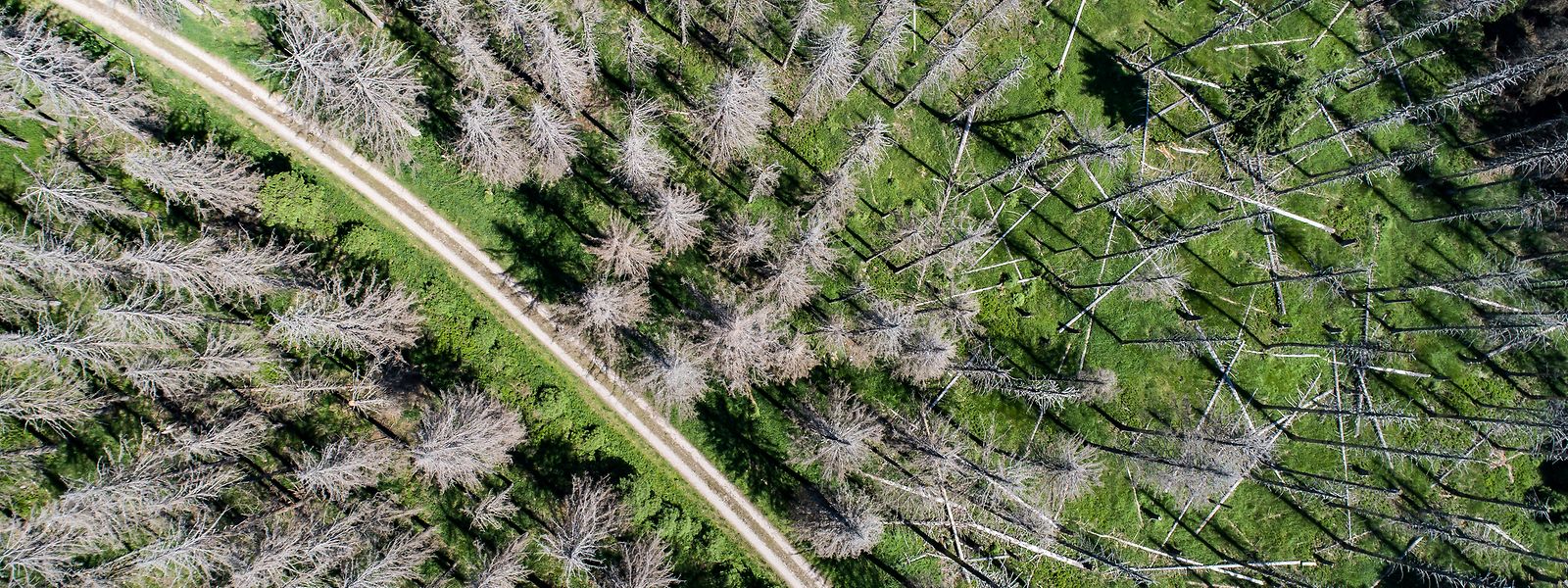 Wo der Borkenkäfer wütet, bleibt vom Fichtenwald nicht mehr viel übrig.