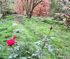 Novemberrosen