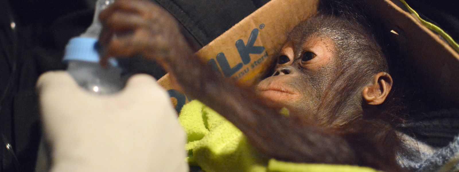Ein Orang-Utan-Säugling liegt in einem Karton und greift nach einer Flasche mit Milch. Das Jungtier gehört zu drei Tieren, die in Zentral-Kalimantan allein seit Mitte Februar gerettet wurden.