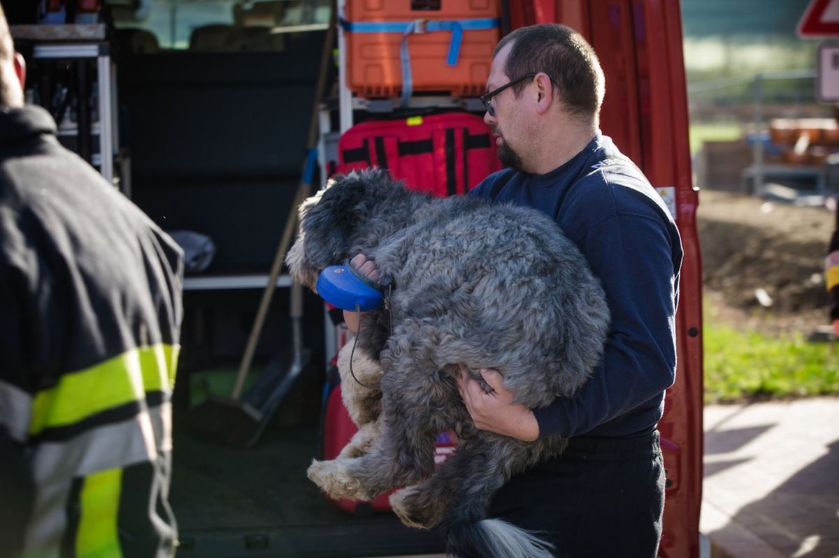 Rettungskräfte bargen den traumatisierten Hund.