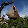 Kenya Wildlife Service lift a tranquillized elephant bull to transport it into an truck at the Lamuria, Nyeri county, on February 21, 2018 during the transfer of elephants from Solio, Sangare and Lewa to northern part of Tsavo East National Park in Ithumba. / AFP PHOTO / SIMON MAINA