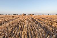 Campo de trigo na região de Sumy Oblast, na Ucrânia.